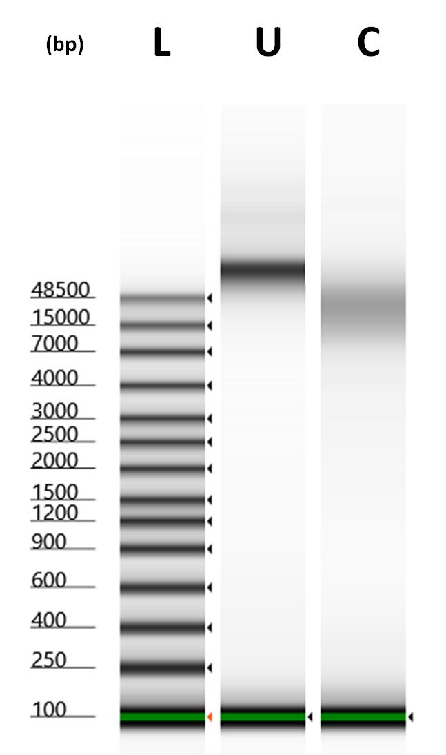 Evaluation of the integrity and purity of the HEK-293 gDNA.
